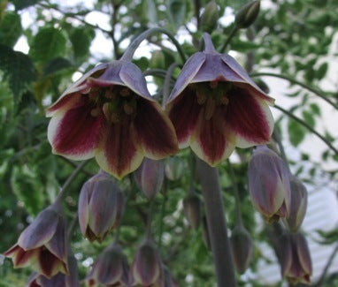 Nectaroscordum siculum ssp bulgaricum