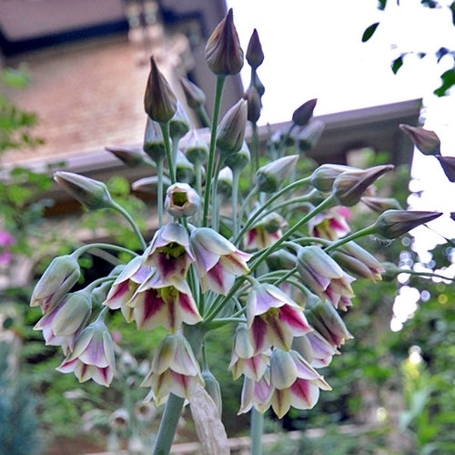 Nectaroscordum siculum ssp bulgaricum