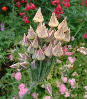 Nectaroscordum siculum ssp bulgaricum