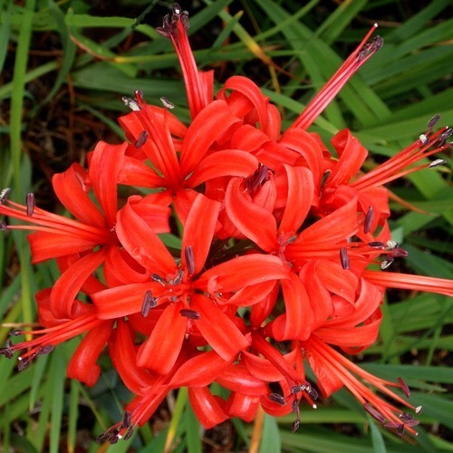 Nerine sarniensis 'Orange'
