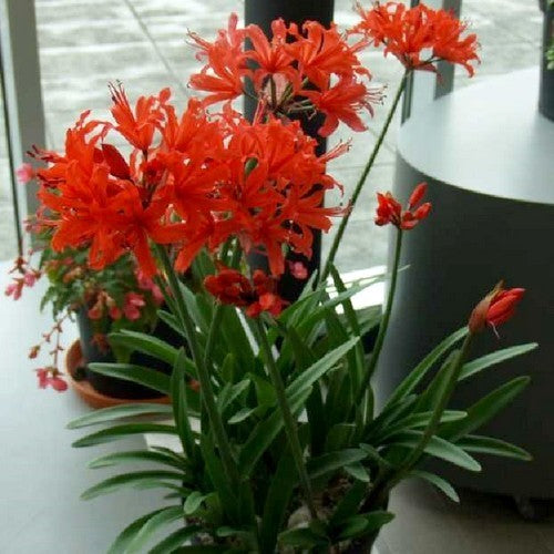 Nerine sarniensis 'Orange'