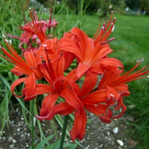 Nerine sarniensis 'Orange'