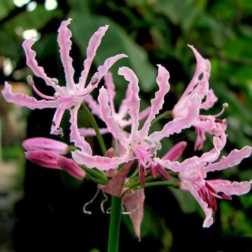 Nerine undulata