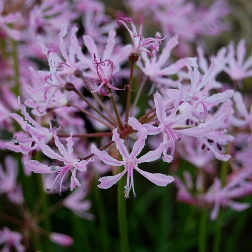 Nerine undulata