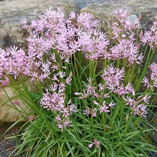 Nerine undulata