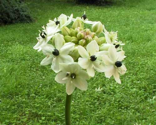 Ornithogalum arabicum