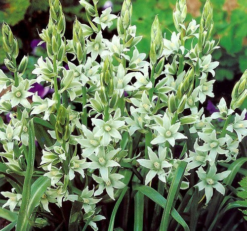 Ornithogalum nutans