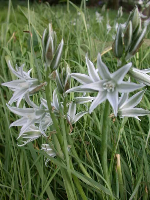 Ornithogalum nutans