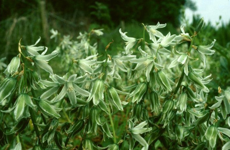 Ornithogalum nutans