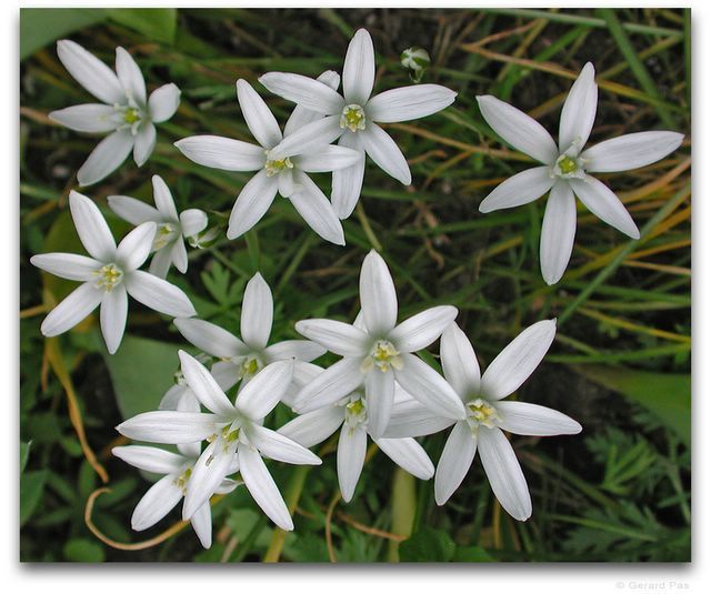 Ornithogalum umbellatum