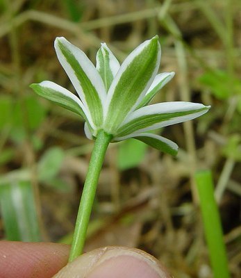 Ornithogalum umbellatum