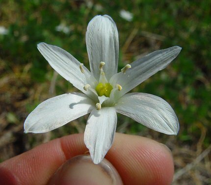 Ornithogalum umbellatum