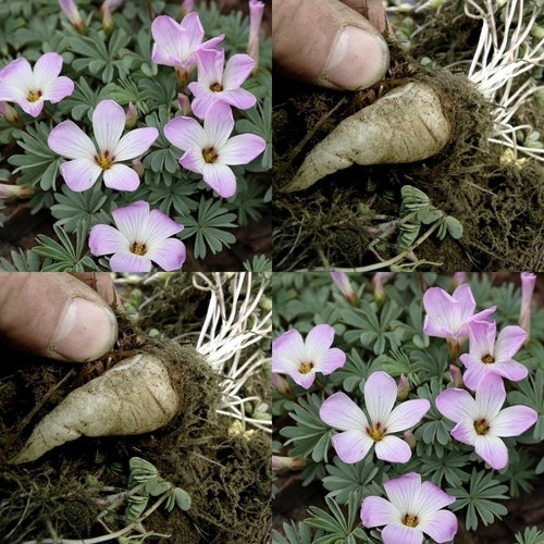 Oxalis adenophylla