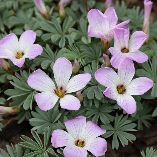 Oxalis adenophylla