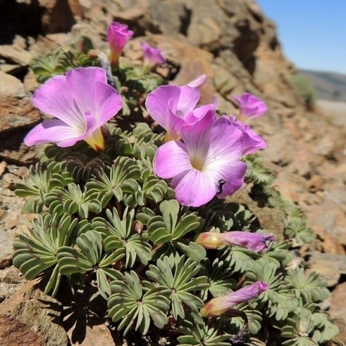 Oxalis adenophylla