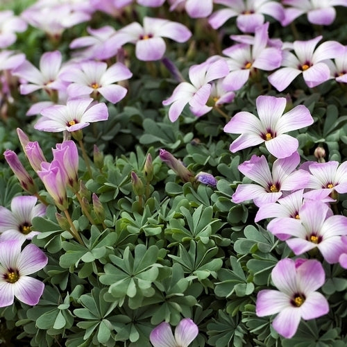 Oxalis adenophylla