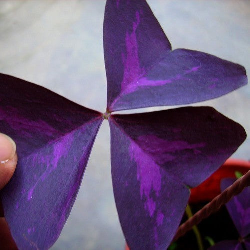 Oxalis triangularis