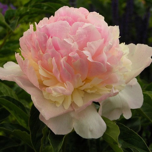 Paeonia lactiflora 'Angel Cheeks'