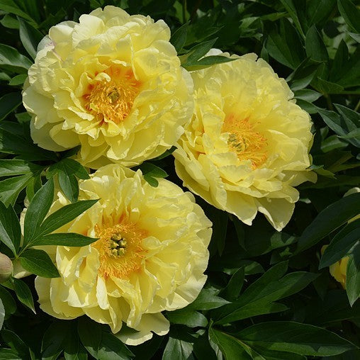 Paeonia lactiflora 'Bartzella'