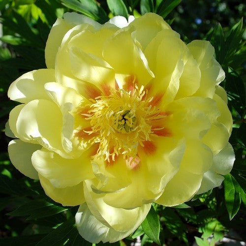 Paeonia lactiflora 'Bartzella'