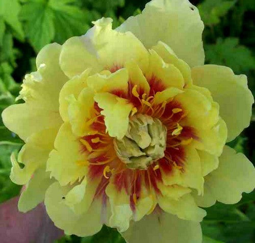 Paeonia lactiflora 'Bartzella'