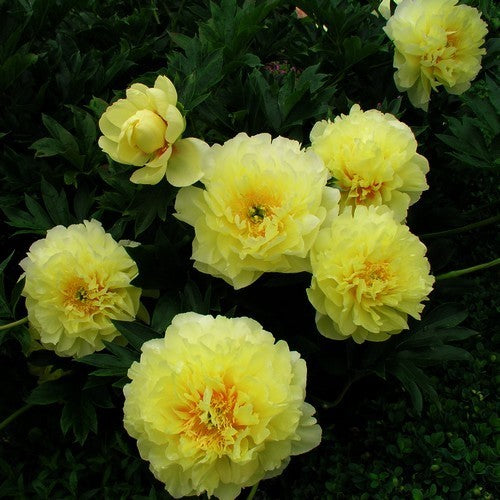 Paeonia lactiflora 'Bartzella'