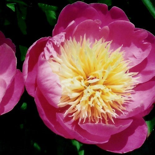 Paeonia lactiflora 'Bowl of Beauty'