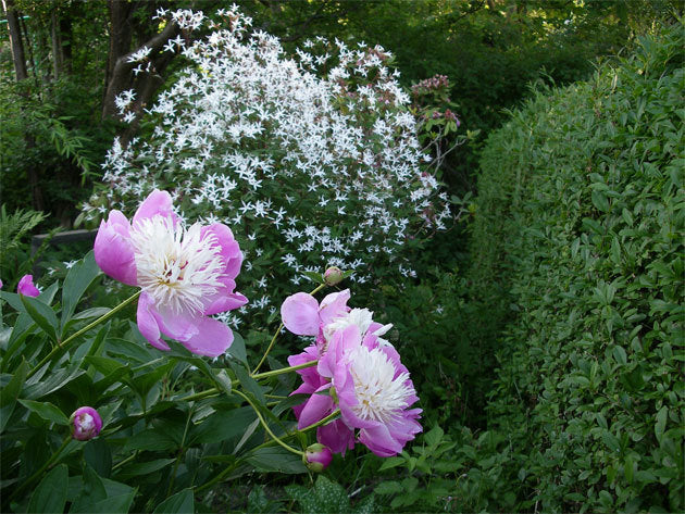 Paeonia lactiflora 'Bowl of Beauty'