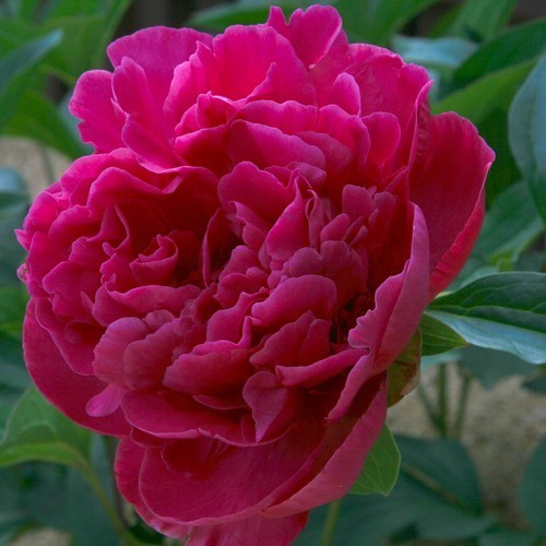 Paeonia lactiflora 'Big Ben'
