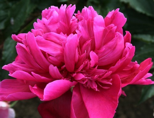 Paeonia lactiflora 'Big Ben'