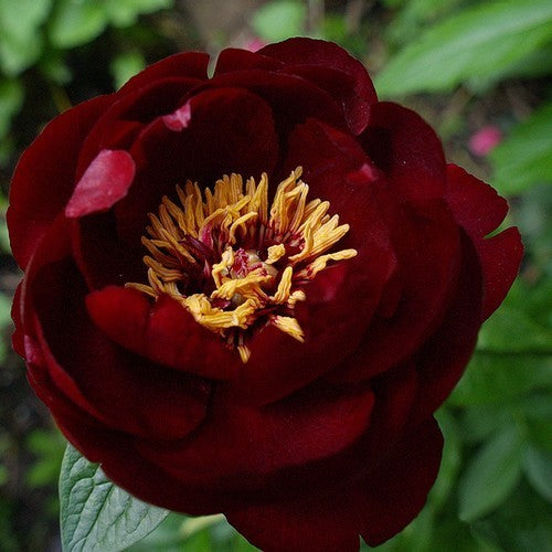 Paeonia lactiflora 'Buckeye Belle'