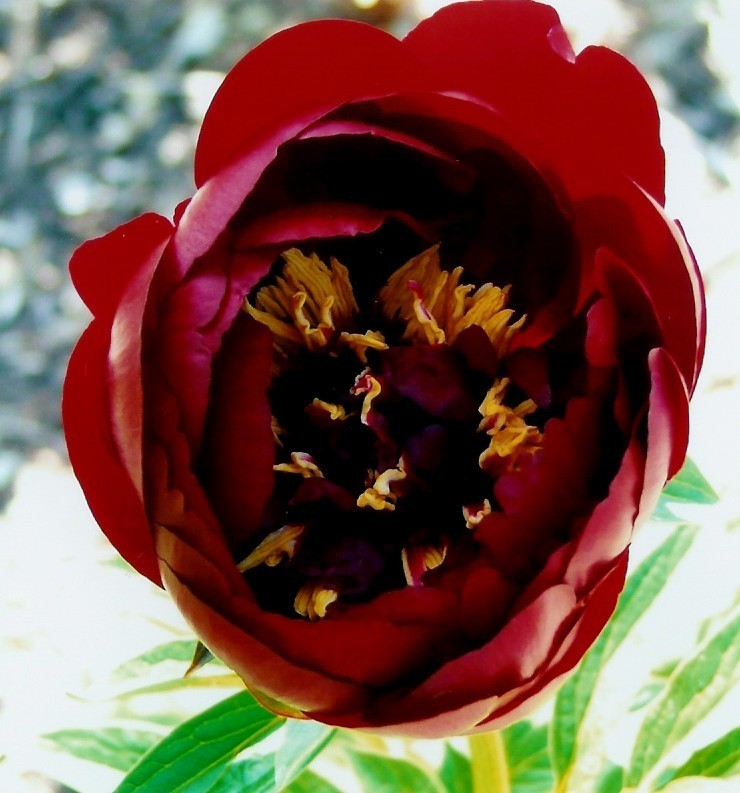 Paeonia lactiflora 'Buckeye Belle'