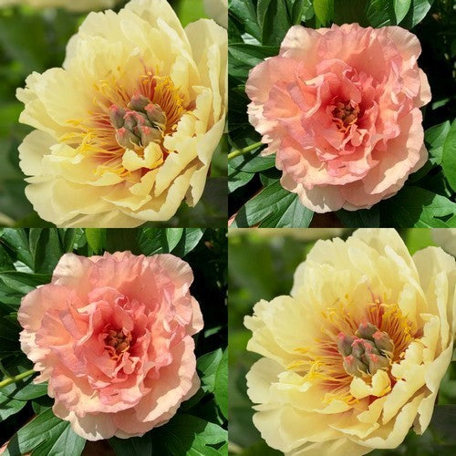 Paeonia hybride 'Canary Brilliance'