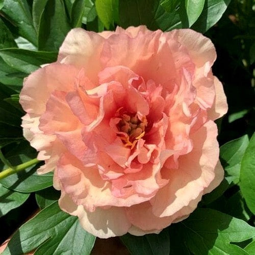 Paeonia hybride 'Canary Brilliance'
