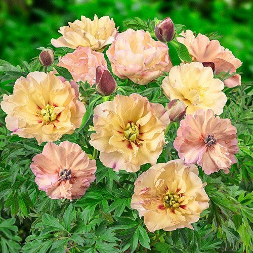 Paeonia hybride 'Canary Brilliance'