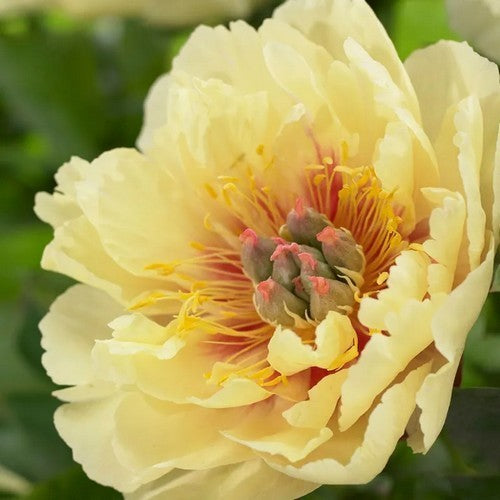 Paeonia hybride 'Canary Brilliance'