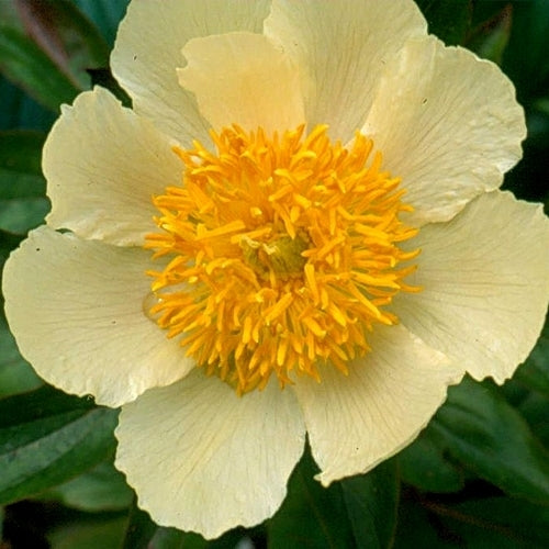 Paeonia lactiflora 'Claire De Lune'