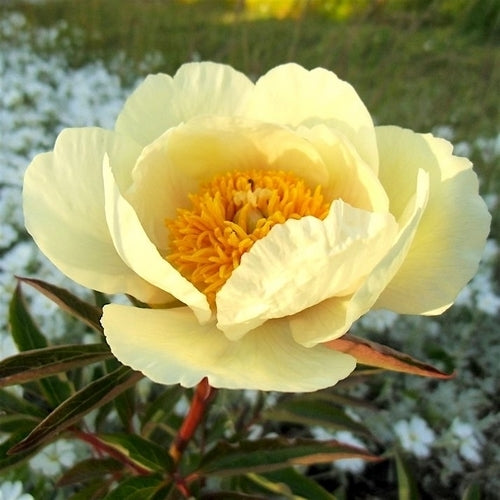 Paeonia lactiflora 'Claire De Lune'