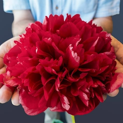 Paeonia lactiflora ‘Command Performance’