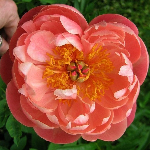 Paeonia lactiflora 'Coral Charm'