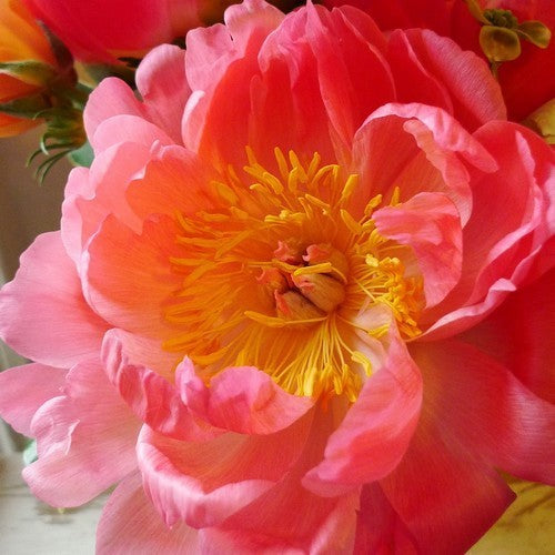 Paeonia lactiflora 'Coral Charm'