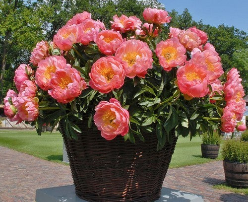 Paeonia lactiflora 'Coral Charm'