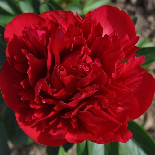 Paeonia lactiflora ‘Diana Parks’
