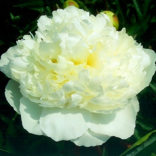Paeonia lactiflora ‘Duchesse de Nemours’