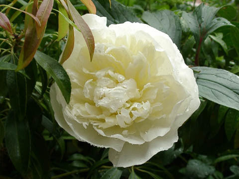 Paeonia lactiflora ‘Duchesse de Nemours’