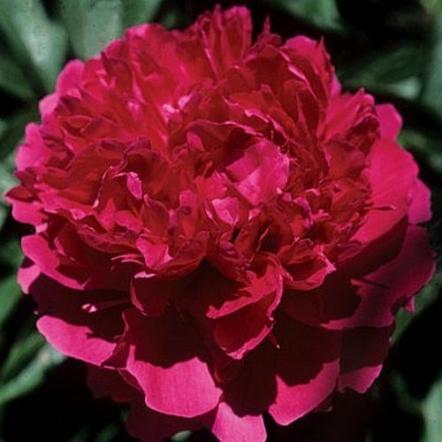 Paeonia lactiflora ‘Felix Supreme’