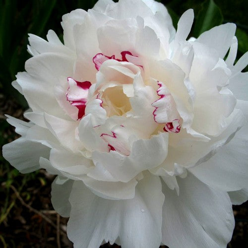 Paeonia lactiflora ‘Festiva Maxima’