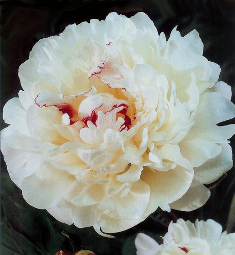 Paeonia lactiflora ‘Festiva Maxima’