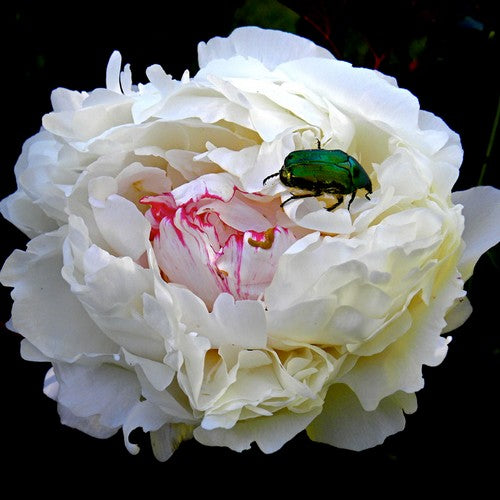 Paeonia lactiflora ‘Festiva Maxima’