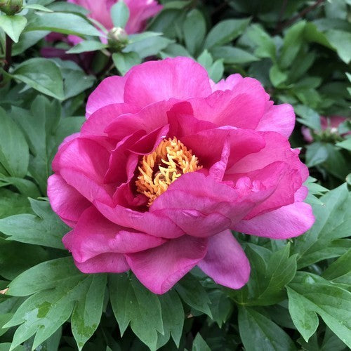Paeonia Itoh-Hybride 'First Arrival'